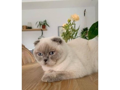 Scottish fold blue point