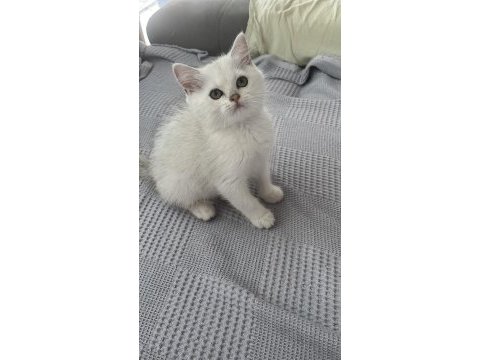 British shorthair yavru