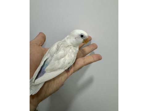 El besleme yavru sevda papağanları