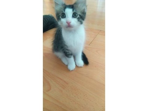 Kedimiz için lütfen ciddi olanlar yazsın