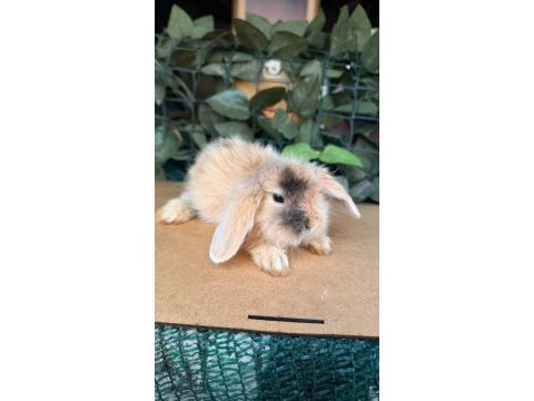 1 aylık safkan hollanda lop ve cüce tavşan yavrular