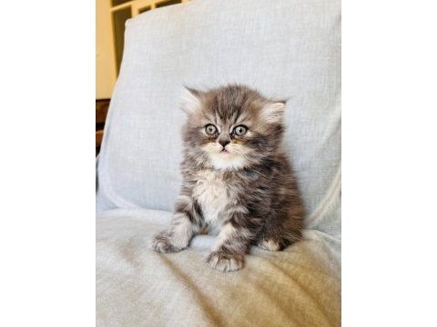 Rengarenk chinchilla kedisi