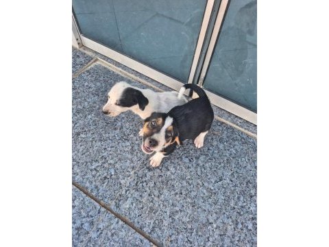 Ücretsiz sahiplendirme köpekler