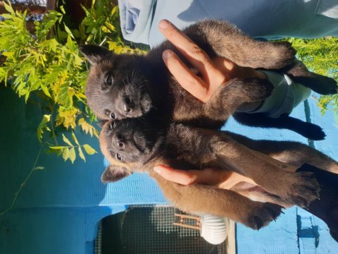 Belçika kurdu (malinois) yavruları