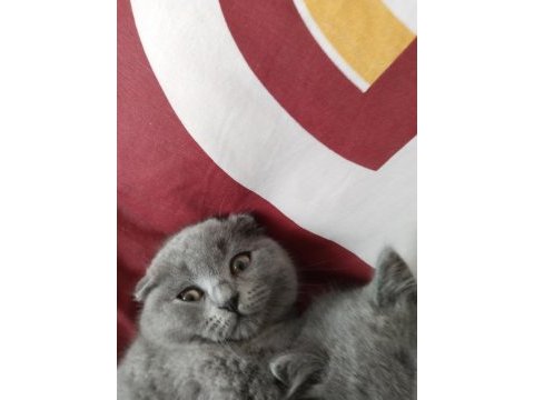 Yavru kedim scottish fold