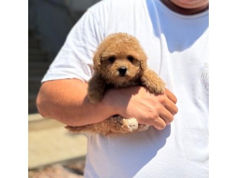 Sağlık ve ırk garantili maltipoo köpeği