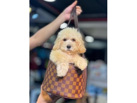Maltipoo bebek (kütahya exuma pet center)