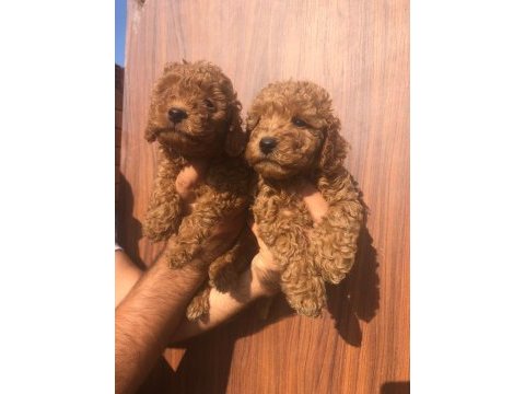 A kalite toy poodle yavrularım