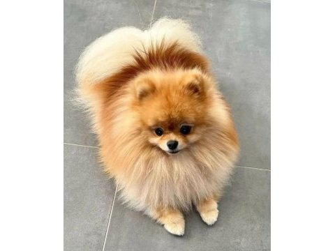 Ayı surat pomeranian bebeklerim