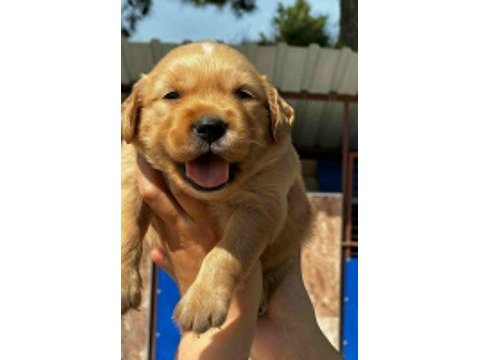 A+ kalite golden retriever yavrularımız 81 ile gönderilir