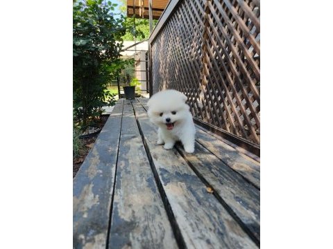 Ayıcık surat pomeranian