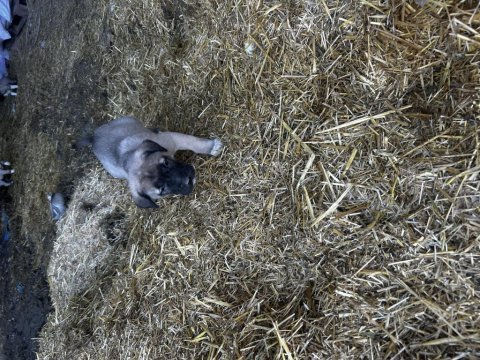 Malaklı yavruları köpekler