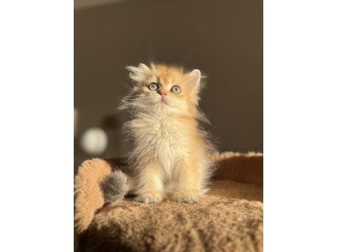 Mükemmel kalite golden ny11 british longhair