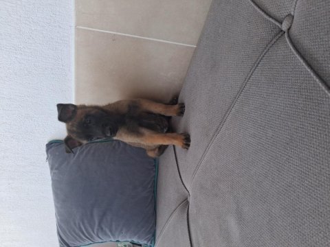 Kan hatlar tartışılmaz malinoisler