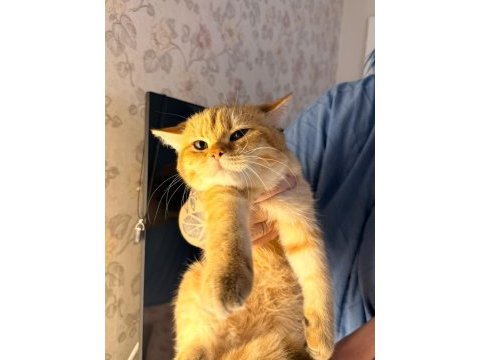 British shorthair erkek golden ny24 4 aylık yavrumuz