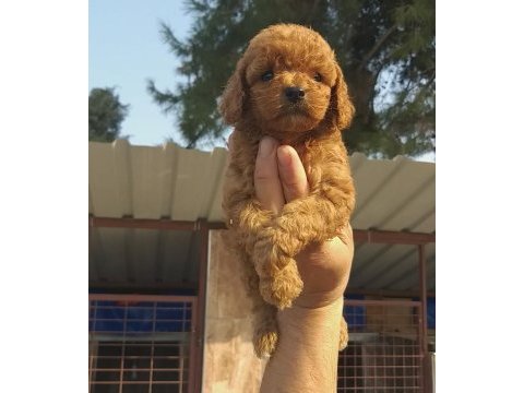 Vişneli browniler poodle köpekler