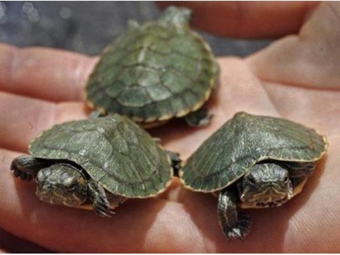 Su kaplumbağaları orijinal singapur kırmızı yanaklı