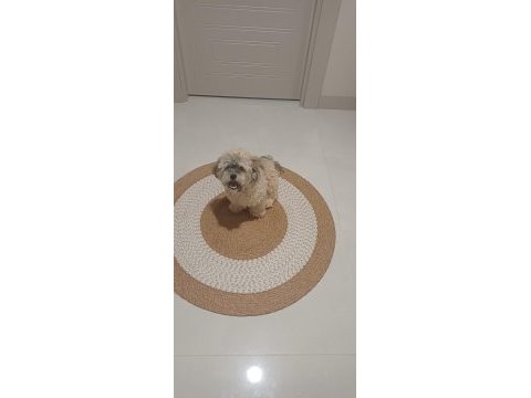 Shih poo yavrumuz