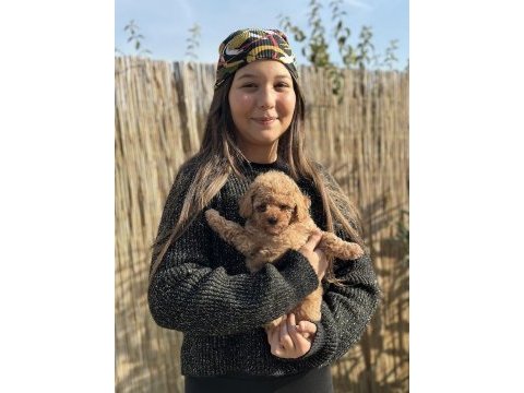 Toy poodle yavruları