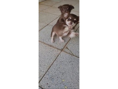 Teacup longhair chihuahua erkek yavru