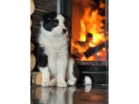 Border collie yavruları aşıları tam