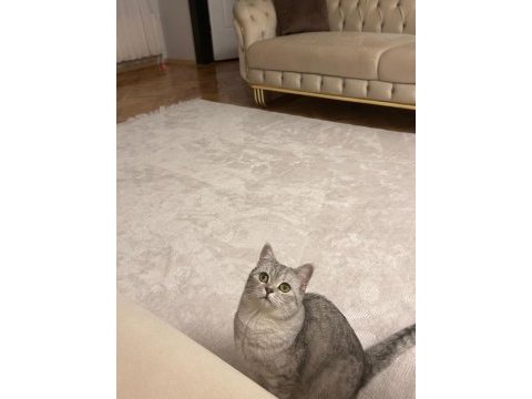 Ücretsiz sahiplendirme kedimiz