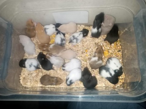 Sevimli hamster yavruları