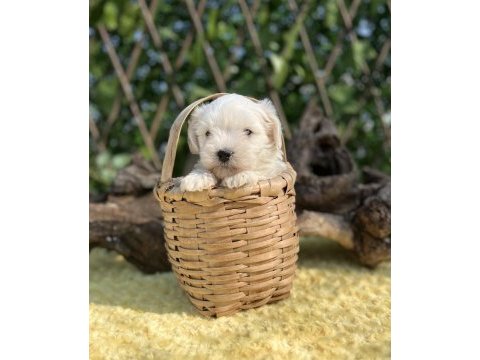 Kar beyaz maltese terrier yavrular