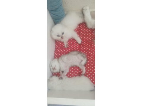 Scottish fold kedimize yuva arıyoruz
