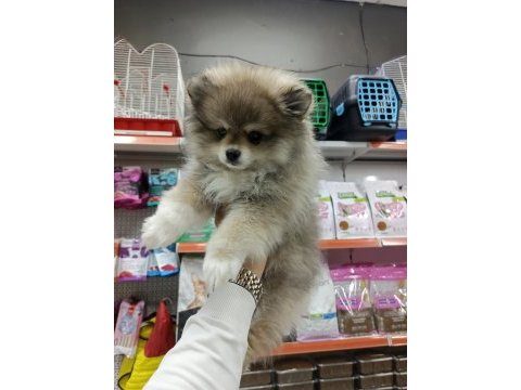 Yeni yuvalarına gitmeye hazır pomeranian