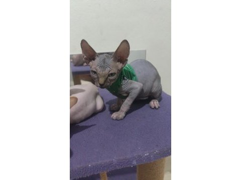 Sphynx home 2 aylık