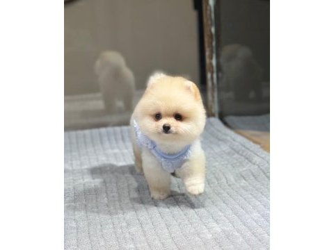 Sağlık ve ırk garantili pomeranian