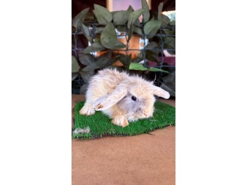 Hollanda lop ve cüce tavşanlarımız