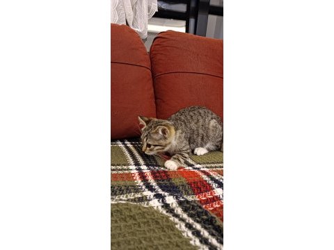 British longhair kırması kedimiz