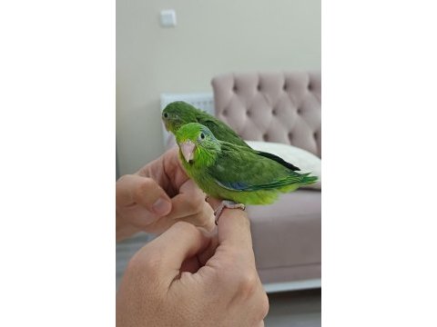 Yavru forpus
