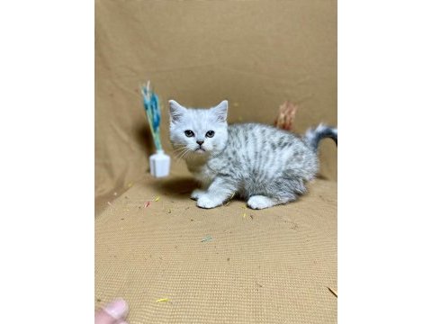 British shorthair safkan blue golden yavrumuz