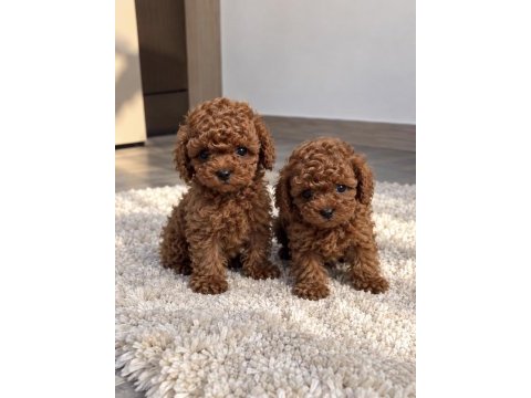 Premium kalitede özel poodle yavruları