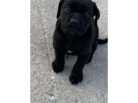 Cane corso yavrular