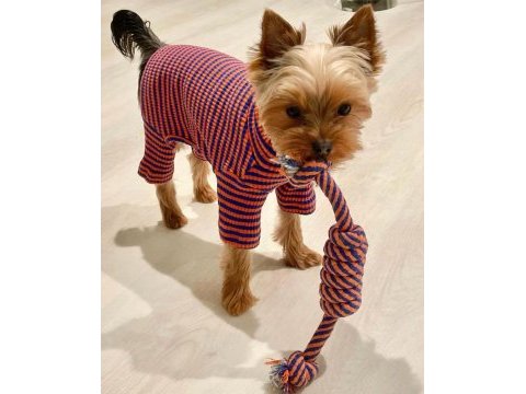 Teacup erkek yorkshire terrier