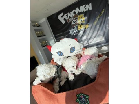  maltipo yavrular maltese toy poodle ankara mağazamızda