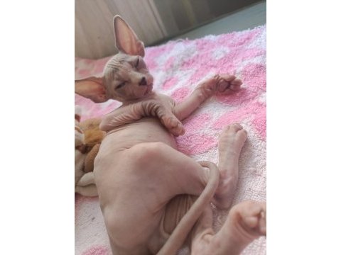 Sphynx 20 mayıs doğumlu oğlanlar