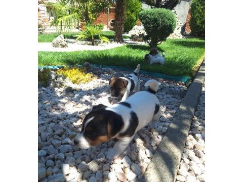 Jack russell kısa bacak bebekler