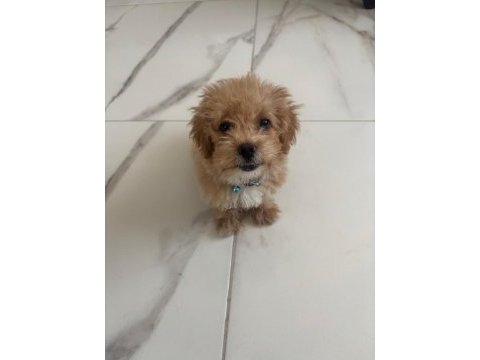 Tuvalet eğitimli aşıları tam maltipoo