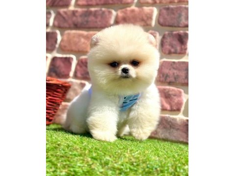 Safkan pomeranian boo bebekler