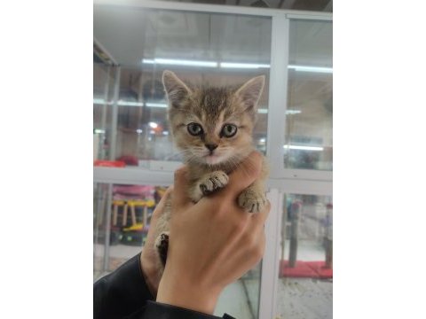 Sevimli british shorthair