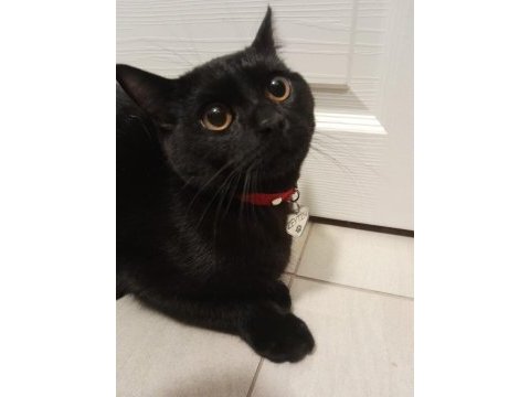 Ücretsiz ev kedisi tatlı zeytin siyam