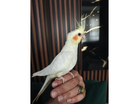 Evcil uysal sultan papağanı
