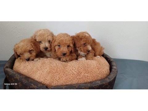 Maltipoo yavru