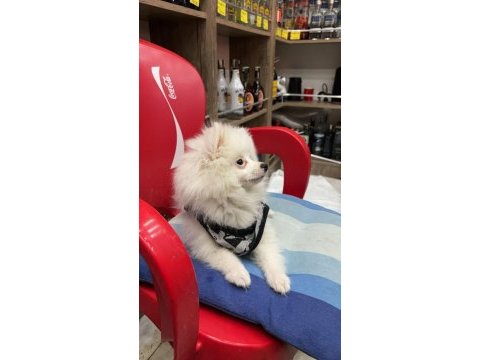 4 aylık pomeranian spitz