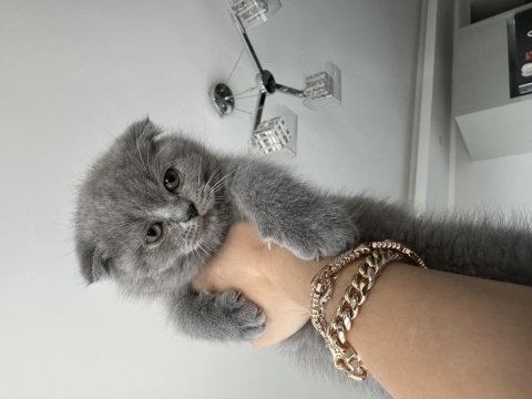 British shorthair kedimiz